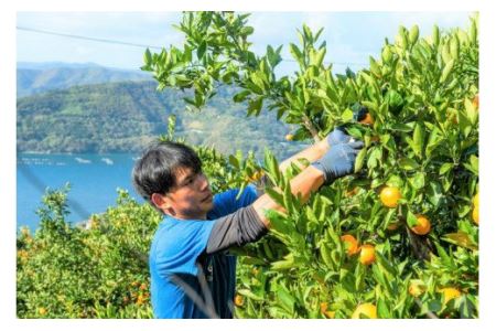 【先行予約受付中】産地直送！愛媛県産清見タンゴール 5kg ※2025年3月上旬～4月上旬頃に順次発送予定 ≪柑橘 みかん ギフト≫