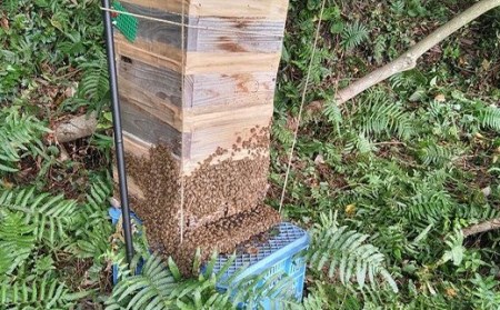 清見ジュース・ナッツ・日本蜜蜂はちみつセットD（清見ジュース720㎖ ×2本、はちみつ木の実 100g × 1パック、はちみつ（大） 160g ×1本）