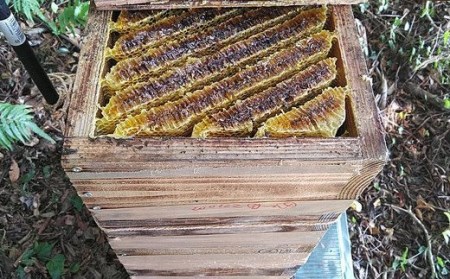 ナッツ・日本蜜蜂はちみつ・クリームセットB（はちみつ木の実 100g×2