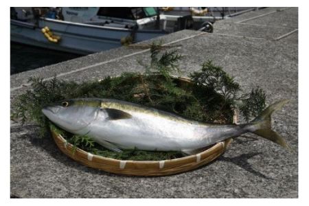 1本釣り 匠の漁 天然アジ ヤズ ブリの若魚 一本釣りセット アジ2尾 ヤズ1本相当2kg 午前中の着指定不可 北海道 東北地方 沖縄 離島への配送不可 愛媛県伊方町 ふるさと納税サイト ふるなび