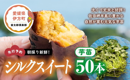 シルクスイート苗1950本６月12～15日指定同梱食品 - 野菜