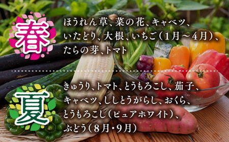 【毎月12回定期便】道の駅「虹の森公園まつの」産直市 新鮮野菜セット6種類以上＆特産品セット ◇