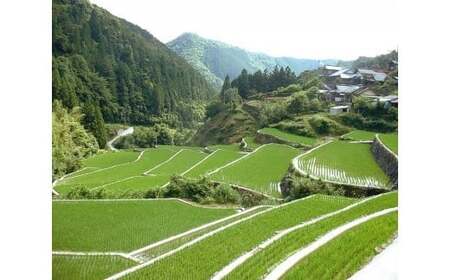 宗家　源吉兆庵 希少な清水白桃を贅沢にまるごとひとつ！プレミアム桃泉果（3個入り）◇ | 宗家 源吉兆庵 和菓子 お菓子 清水白桃 白桃 もも モモ 桃 限定 高級 ギフト 贈り物　贈答 お祝い プレミアム 贅沢 スイーツ 愛媛県 松野町 お取り寄せ