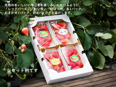 【2026年春収穫分】【先行受付】【食べ比べ】 いちご4パック | レッドパール 紅い雫 紅ほっぺ かおり野 イチゴ 苺 フルーツ あかまつ農園 ※2026年2月中旬~3月中旬頃に順次発送予定