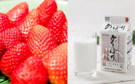 愛媛産贅沢いちご＆夕しぼりミルク使用 本格ジェラート12個セット ｜ 鬼北町 あかまつ農園 レッドパール いちご 夕しぼり らくれん ミルク 牛乳 人気 イタリアン ジェラート ジェラテリアUNO 手作り スイーツ ギフト