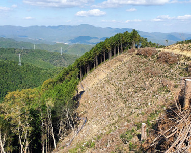 鬼の炭花～おにのすみか～樫の木炭　切炭3kg　＜薪 ストーブ アウトドア キャンプ ピザ ボイラー 自然 火 炎 燃料 焚火 暖炉 窯焼き  焚火 キャンプファイヤー 愛媛県 鬼北町＞