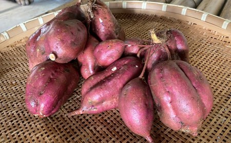 干し芋1 2kg お母さん手作りのひがしやま 紅はるか 人参芋セット さつまいも 愛媛県鬼北町 ふるさと納税サイト ふるなび