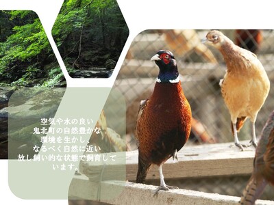 【数量限定】キホクのキジ串焼き四種食べ比べ 4本入り×4種類 計16本（240g） ｜ キジ肉 雉 キジ ジビエ とり 鶏肉 焼鳥 食べ比べ 加工品 肴 愛媛県 鬼北町