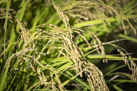 【R7年産】にこまる×ひめの凛（プレミアムクオリティ） 各5kg （計10kg） 【食味値・味度値合計：170以上】  ｜ お米 お米不足 お米品薄 おいしい お米 事業者支援 送料無料 白米 精米 国産 限定 ごはん ご飯 白飯 ゴハン 愛媛県産 鬼北町 ※2025年11月上旬より順次発送予定