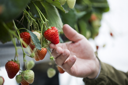 冷凍いちご 2kg あかまつ農園 <苺 いちご イチゴ 果物 フルーツ 農家直送 レッドパール 紅い雫 スムージー ジャム お菓子づくり>