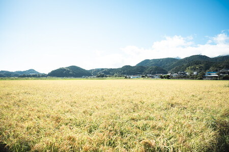 【R7年産】【自然環境米】鬼北のせせらぎ（コシヒカリ） 5kg ｜ お米 お米不足 お米品薄 おいしい お米 事業者支援 送料無料 白米 精米 国産 限定 ごはん ご飯 白飯 ゴハン 愛媛県産 鬼北町 ※2025年9月下旬頃より順次発送予定