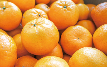 【愛南産ポンカン】冬の柑橘ポンカン 5kg