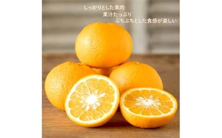 訳あり 甘夏 10kg 甘夏 愛南フルーツ