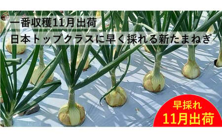 訳あり 新たまねぎ 5kg シルクオニオン 野菜 サラダ 玉ねぎ たまねぎ 新玉 スープ カレー サイズミックス 大小 傷 国産 オニオン 常温 送料無料 愛媛県 愛南町青果市場 発送:11月上旬~