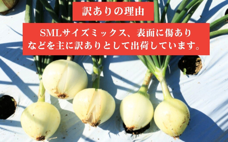 訳あり 新たまねぎ 5kg シルクオニオン 野菜 サラダ 玉ねぎ たまねぎ 新玉 スープ カレー サイズミックス 大小 傷 国産 オニオン 常温 送料無料 愛媛県 愛南町青果市場 発送:11月上旬~