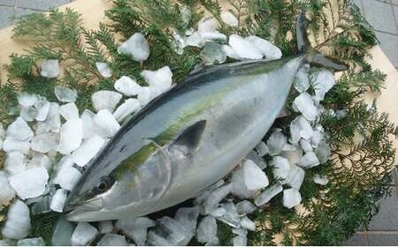 【鰤】 鰤 1匹 5kg 以上