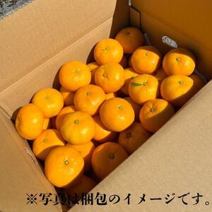 訳あり 愛媛みかん 5kg みかん