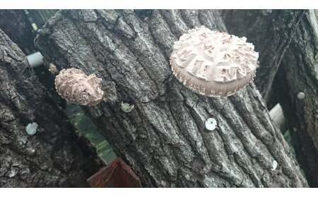 原木 乾燥 椎茸 ( 3袋 + スライス 1袋 )出荷期間:2023年11月下旬? 農林水産大臣賞 どんこ 7000円 干し椎茸 原木 原木椎茸 原木栽培 乾燥 栽培 シイタケ栽培 干し 椎茸 しいたけ 農林水産大臣 共進会 スライス 薄切り 愛媛 愛南 産地直送 国産 農家直送 なんぐん市場 数量限定 なんぐん 市場 限定 NPO 法人 ハート スープ カレー パテ うす切り シイタケ