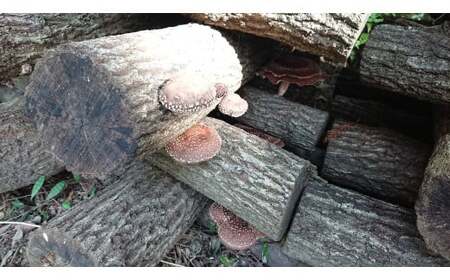 原木 乾燥 椎茸 ( 3袋 + スライス 1袋 )出荷期間:2023年11月下旬? 農林水産大臣賞 どんこ 7000円 干し椎茸 原木 原木椎茸 原木栽培 乾燥 栽培 シイタケ栽培 干し 椎茸 しいたけ 農林水産大臣 共進会 スライス 薄切り 愛媛 愛南 産地直送 国産 農家直送 なんぐん市場 数量限定 なんぐん 市場 限定 NPO 法人 ハート スープ カレー パテ うす切り シイタケ