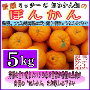 訳あり 家庭用 ぽんかん 5kg サイズ混合 みかん 愛媛 国産 甘味 果樹園