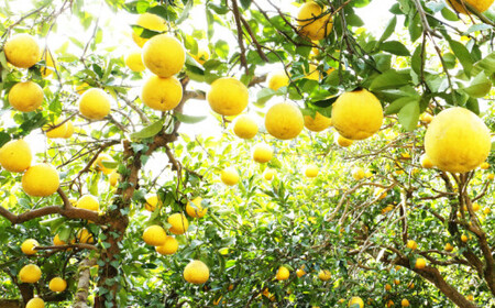 青果市場 土佐文旦 7kg 訳あり 文旦