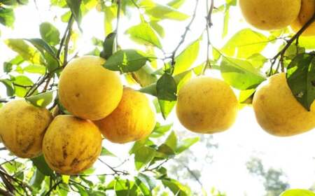 青果市場 土佐文旦 7kg 訳あり 文旦