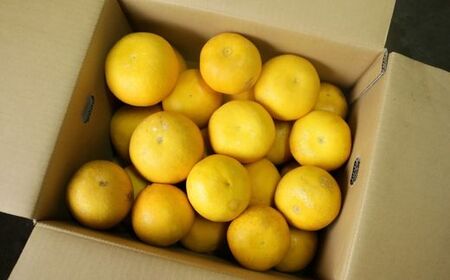 訳あり 河内晩柑 約8kg 河内晩柑