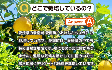 【訳あり】 みかん職人の河内晩柑 大玉 10kg 先行予約 河内晩柑 みかん職人武田屋