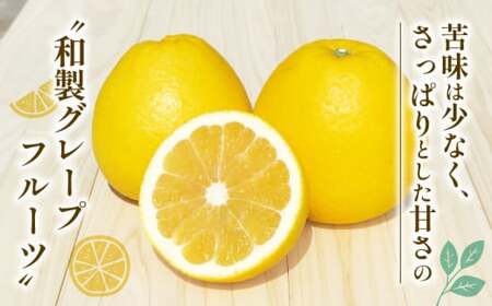 訳あり 河内晩柑 愛南ゴールド 3kg 河内晩柑 清家bv