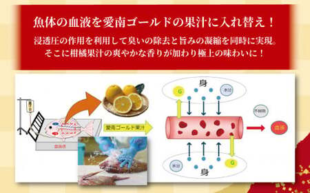 訳あり かつおのたたき 1kg と 愛南ゴールド 真鯛 200g お試し カツオたたき 鰹たたき 真鯛刺し身 真鯛しゃぶしゃぶ 真鯛漬け丼 海鮮丼 みかん 柑橘 藻塩 刺身 愛南町 愛媛県 ハマスイ