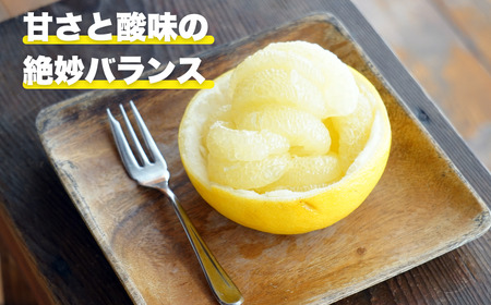 土佐文旦 約4.5kg 文旦 エニシトラス