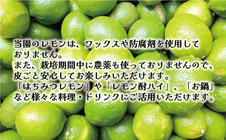 訳あり 愛媛 レモン （ グリーンレモン ） 5kg 7000円 柑橘 サイズ 不揃い 家庭用 檸檬 国産 フルーツ 果物 果実 産地直送 農家直送 数量限定 期間限定 特産品 瀬戸内 ワックス 防腐剤 不使用 果汁 人気 新鮮 レモネード 塩レモン レモン酢 レモンソース はちみつレモン レモンケーキ レモンスカッシュ レモンサワー レモン酎ハイ ビタミン 規格外 愛南町 愛媛県 果樹園みどり【midori15】