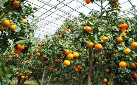 【紅まどんなと同品種】【贈答用】 愛南 まどんな 3kg 果樹園みどり