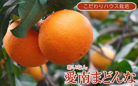 【紅まどんなと同品種】【贈答用】 愛南 まどんな 3kg 果樹園みどり