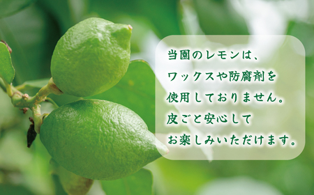 訳あり 愛媛 レモン 5kg