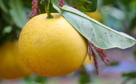 【訳あり】 文旦 10kg ぶんたん みかん 愛媛県 愛南町 山口農園