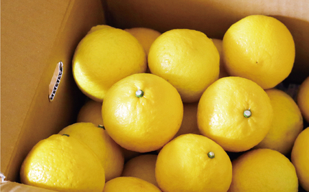 はるか 10kg みかん フルーツ みかん 果物 くだもの 柑橘 オレンジ