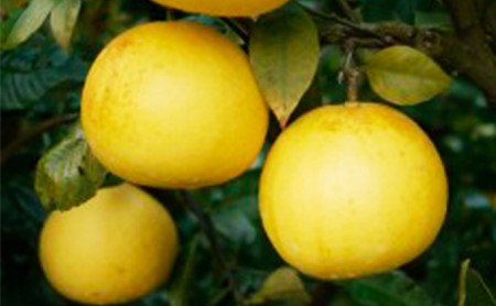 吉田農園 土佐文旦 9kg 文旦