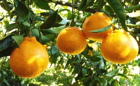 不知火 10kg しらぬい 吉田農園