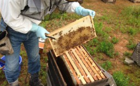 河内晩柑 はちみつ 蜂蜜 500g 国産 純粋 蜂蜜 はちみつ 河内晩柑 ギフト 1kg 以下 晩柑 蜂蜜 はちみつ 河内晩柑 柑橘 蜂蜜 はちみつ みかん 瓶詰め おいしい 吉田農園 蜂蜜 はちみつ 河内晩柑 愛媛県 愛南町 【発送時期：2024年6月?】