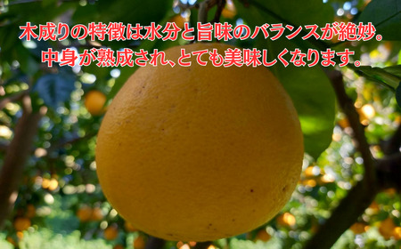 河内晩柑 8kg 河内晩柑 愛なんよ