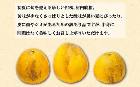 訳あり 愛南ゴールド（河内晩柑) 5kg 柑橘 愛南ゴールド 青果市場