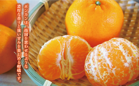 【愛南産ポンカン】冬の柑橘ポンカン 3kg