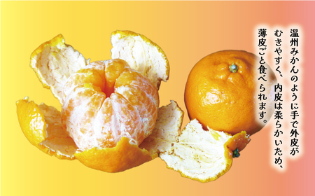 【愛南産ポンカン】冬の柑橘ポンカン 3kg