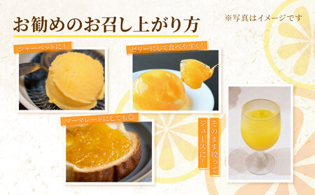 山口農園 河内晩柑 10kg 愛南ゴールド 河内晩柑