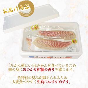 真鯛 みかん 刺身 600g 真鯛