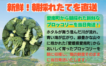 収穫当日発送 ブロッコリー 約3kg 朝どれ 訳あり ブロッコリー 愛なんよ