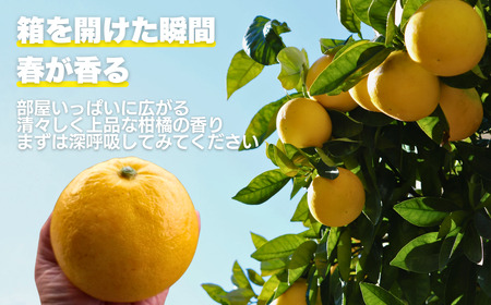 土佐 文旦 7kg 訳あり 文旦 愛なんよ