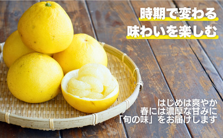 土佐 文旦 7kg 訳あり 文旦 愛なんよ