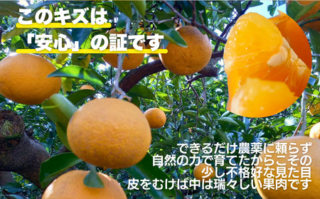 甘夏 8kg 訳あり 甘夏 愛なんよ